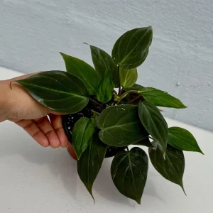 Philodendron Micans Velvet Live Plant - 3 inch Grow Pot - Heartleaf Indoor - Image 2
