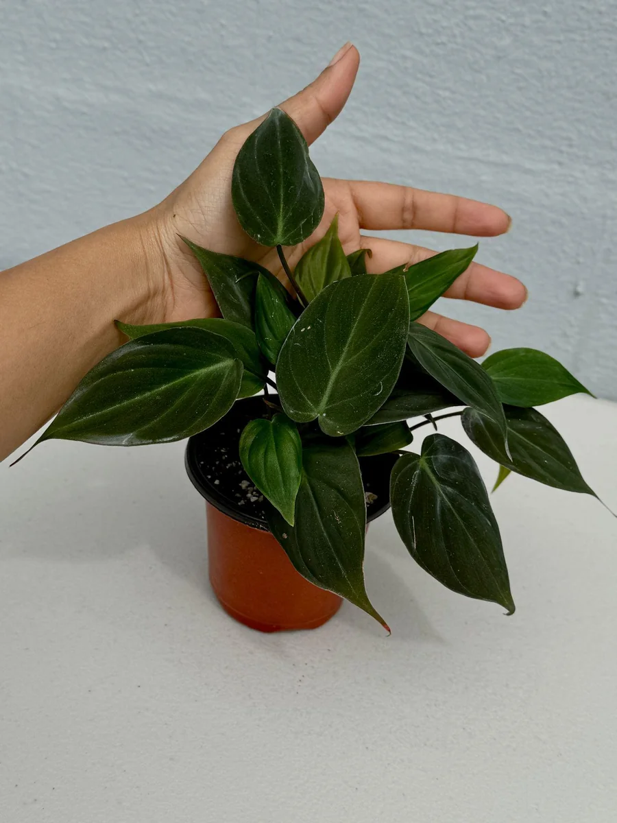 Philodendron Micans Velvet Live Plant - 3 inch Grow Pot - Heartleaf Indoor - Image 3