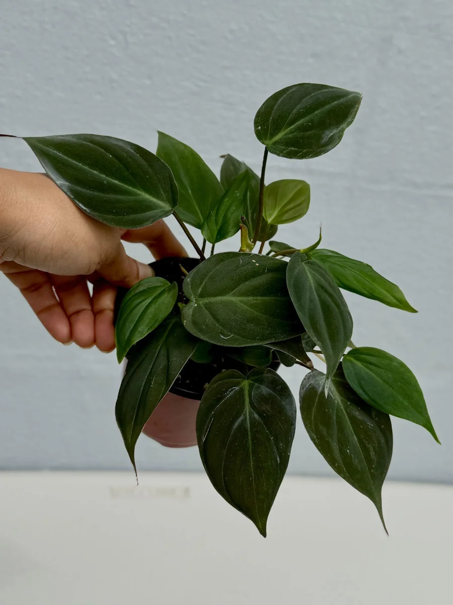 Philodendron Micans Velvet Live Plant - 3 inch Grow Pot - Heartleaf Indoor - Image 5