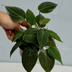 Philodendron Micans Velvet Live Plant - 3 inch Grow Pot - Heartleaf Indoor - Image 6