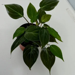 Philodendron Micans Velvet Live Plant - 3 inch Grow Pot - Heartleaf Indoor - Image 7