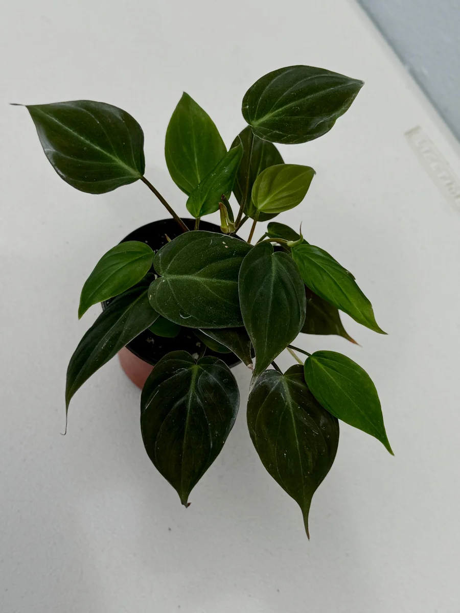Philodendron Micans Velvet Live Plant - 3 inch Grow Pot - Heartleaf Indoor - Image 7