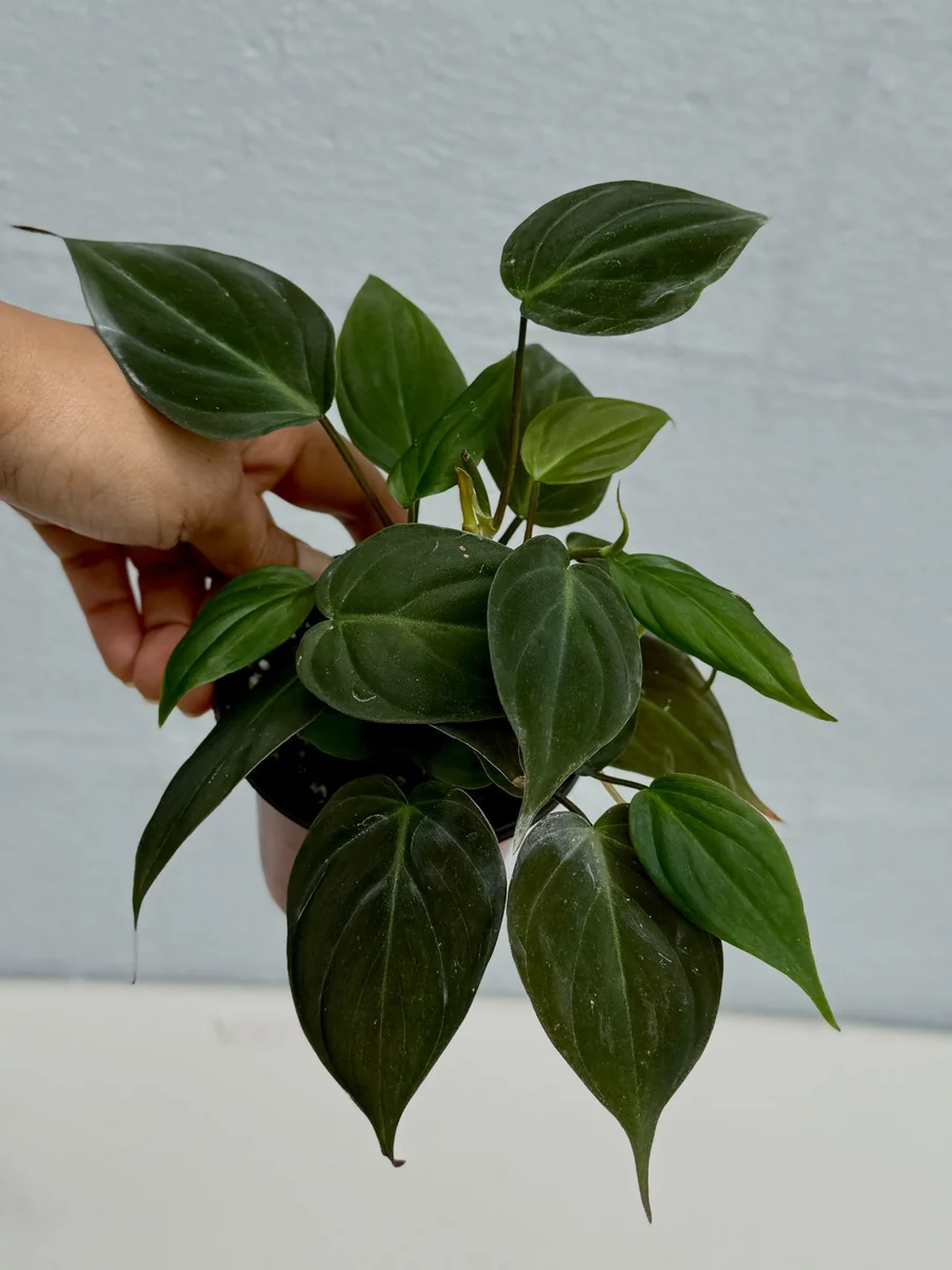 Philodendron Micans Velvet Live Plant - 3 inch Grow Pot - Heartleaf Indoor - Image 8