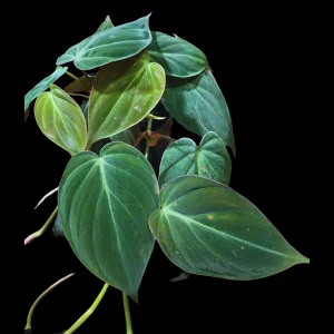 Philodendron Micans Velvet Live Plant – 4" Pot – Heartleaf Houseplant - Image 2
