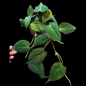 Philodendron Micans Velvet Live Plant – 4" Pot – Heartleaf Houseplant - Image 1