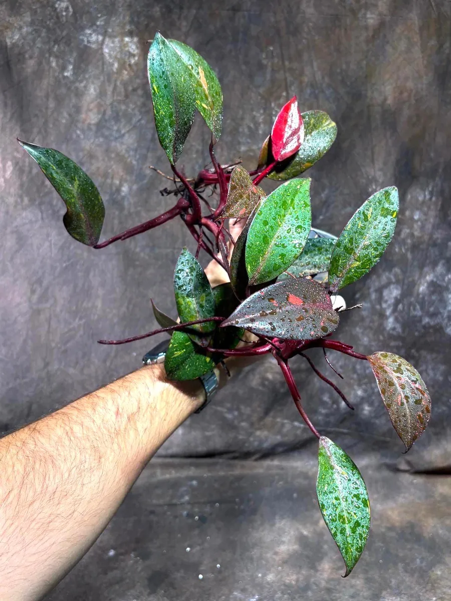 Philodendron Orange Princess Live Plant - Rare Marble Aroid Houseplant - Image 3