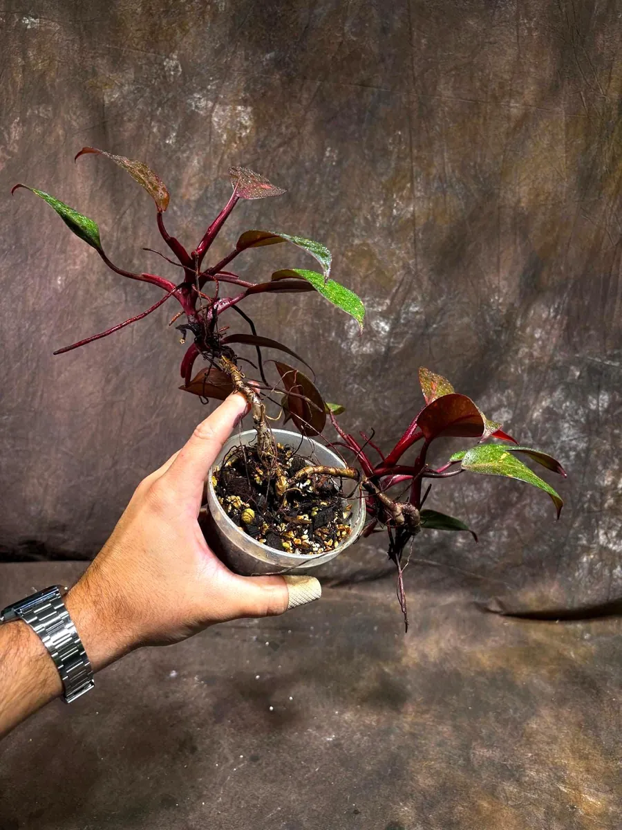 Philodendron Orange Princess Live Plant - Rare Marble Aroid Houseplant - Image 4