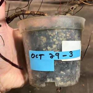 Philodendron Orange Princess Live Plant - Rare Marble Aroid Houseplant - Image 5