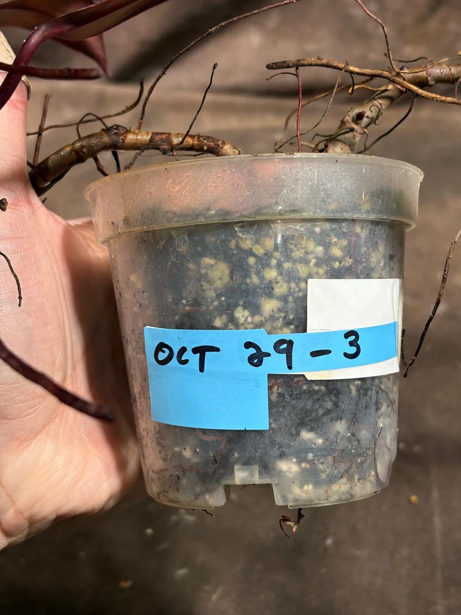 Philodendron Orange Princess Live Plant - Rare Marble Aroid Houseplant - Image 5