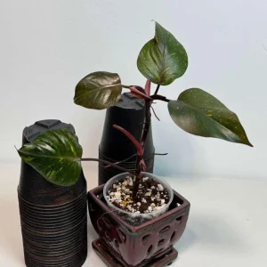 Philodendron Orange Princess Live Plant – Rare Orange-Red Variegated Houseplant - Image 3