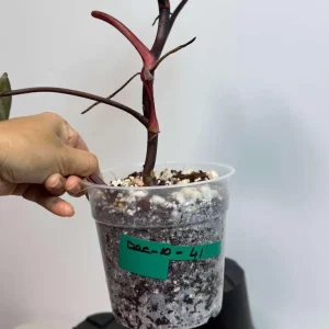 Philodendron Orange Princess Live Plant – Rare Orange-Red Variegated Houseplant - Image 4