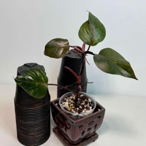 Philodendron Orange Princess Live Plant - Rare Variegated Aroid Houseplant - Image 2