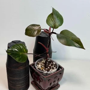 Philodendron Orange Princess Live Plant - Rare Variegated Aroid Houseplant - Image 3