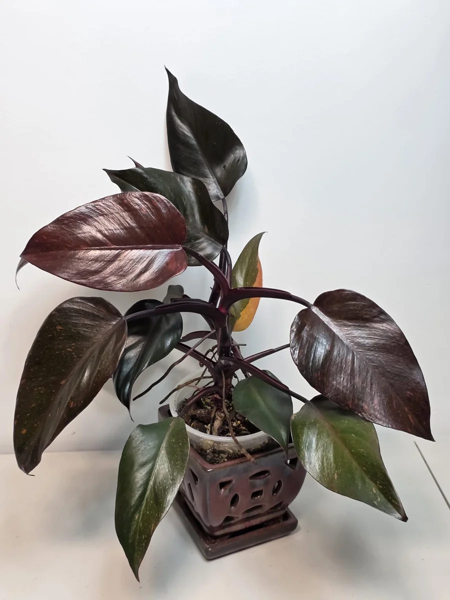 Philodendron Orange Princess Live Plant - Rare Variegated Indoor Houseplant - Image 3