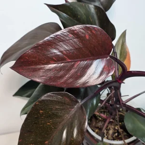 Philodendron Orange Princess Live Plant - Rare Variegated Indoor Houseplant - Image 1