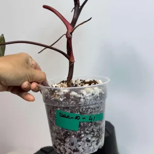 Philodendron Orange Princess Live Plant - Rare Variegated Aroid Houseplant - Image 4