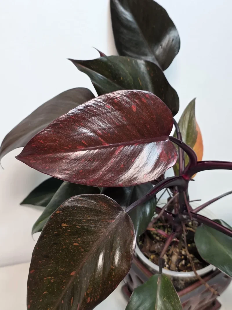 philodendron erde kaufen Philodendron Ring of Fire