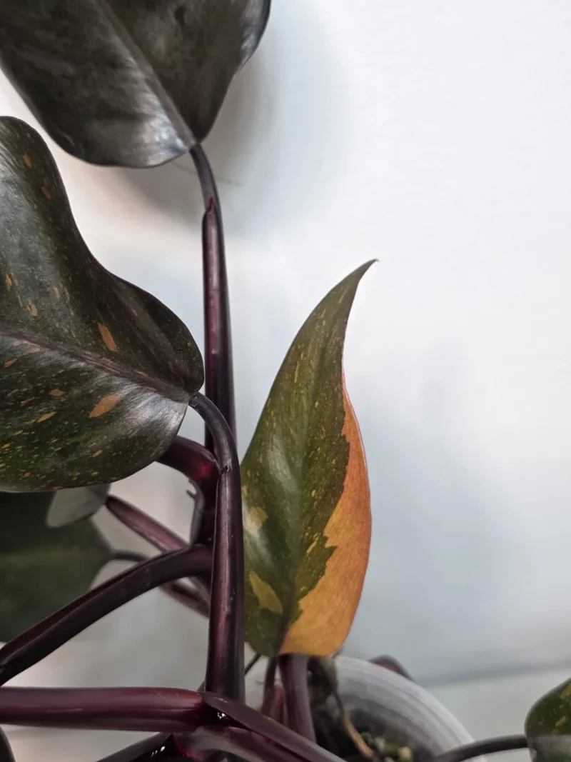 Philodendron Orange Princess Live Plant - Rare Variegated Aroid