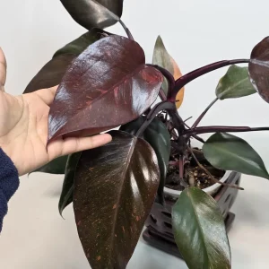 Philodendron Orange Princess Live Plant - Rare Variegated Indoor Houseplant - Image 7