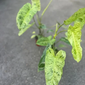 Philodendron Paraiso Verde Live Plant – 4 inch Pot – High Variegation – Indoor - Image 4