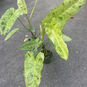 Philodendron Paraiso Verde Live Plant – 4 inch Pot – High Variegation – Indoor - Image 6