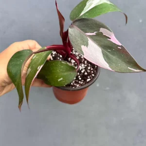 Philodendron Pink Princess Live Plant - 3" Grow Pot - Variegated Pink Foliage - Indoor Houseplant - Image 2