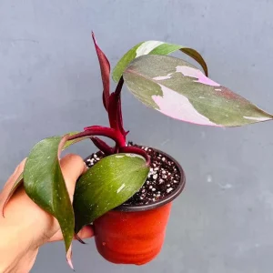 Philodendron Pink Princess Live Plant - 3" Grow Pot - Variegated Pink Foliage - Indoor Houseplant - Image 1