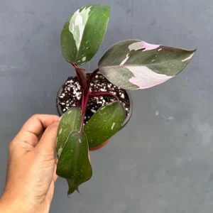 Philodendron Pink Princess Live Plant - 3