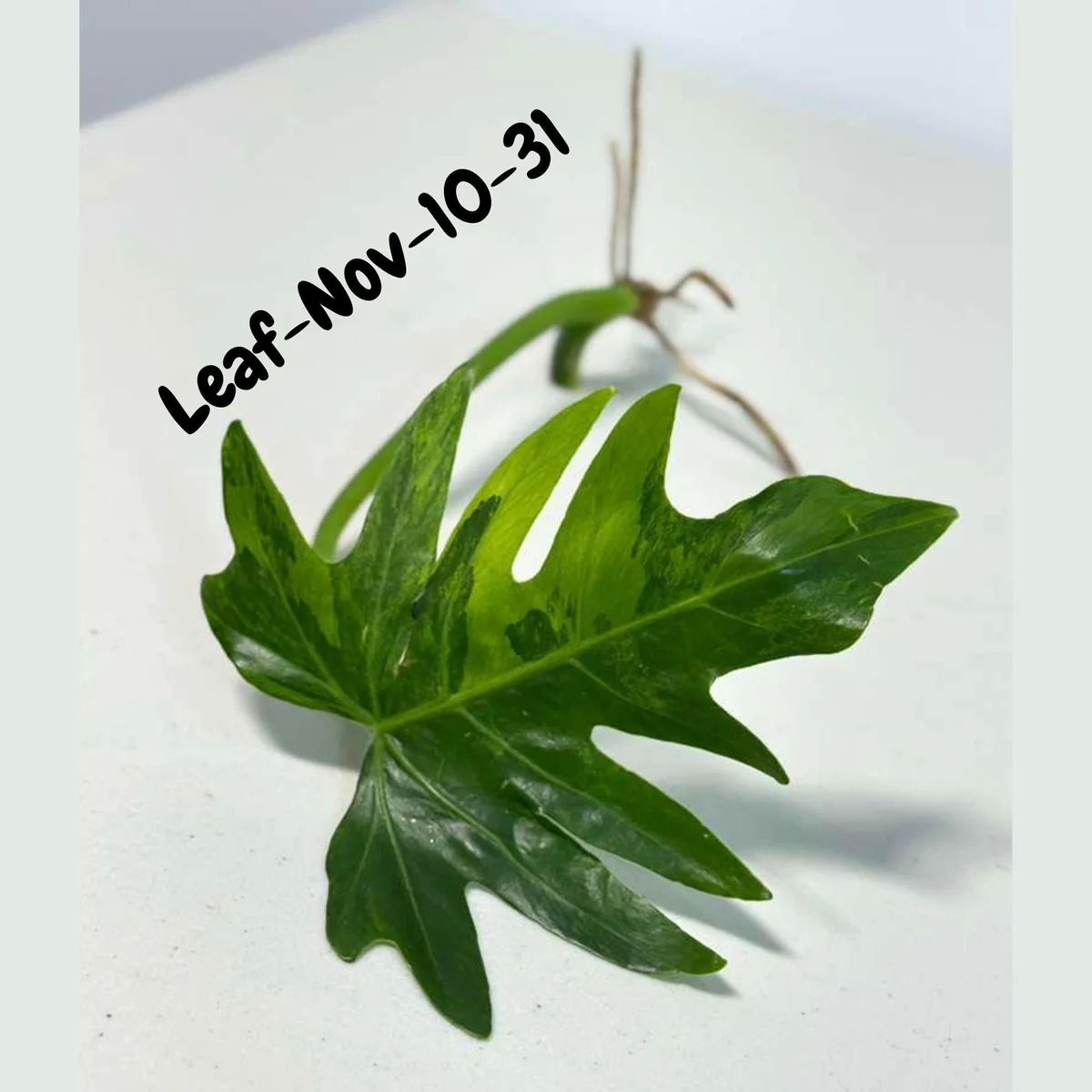 Philodendron Radiatum Variegated Cutting - Rare Indoor Live Plant - Image 3