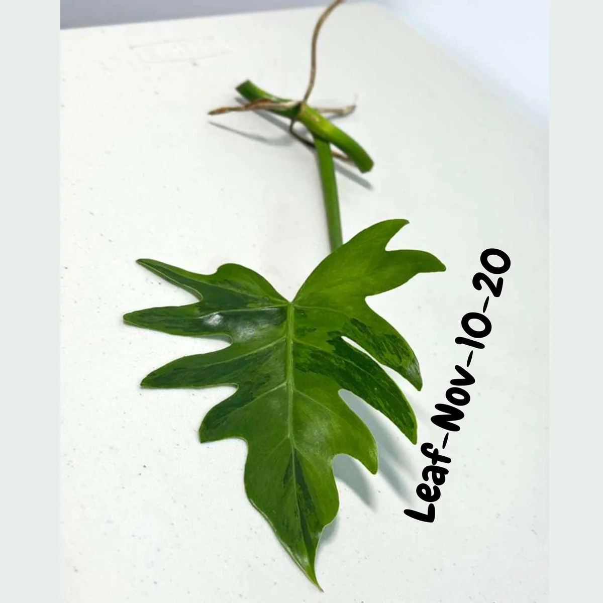 Philodendron Radiatum Variegated Cutting - Rare Indoor Live Plant - Image 4