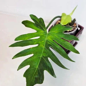 Philodendron Radiatum Variegated Live Plant - Large Form Indoor Aroid - Image 2