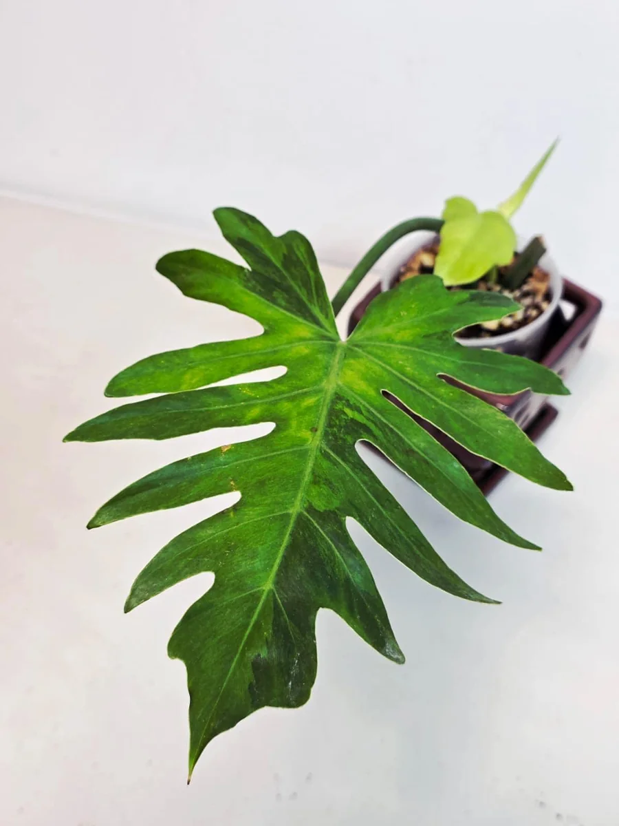 Philodendron Radiatum Variegated Live Plant - Large Form Indoor Aroid - Image 2