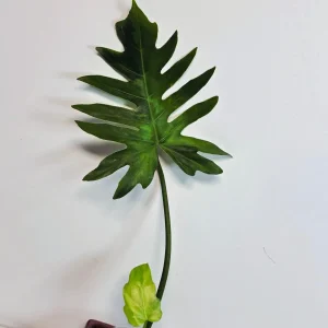 Philodendron Radiatum Variegated Live Plant - Large Form Indoor Aroid - Image 3