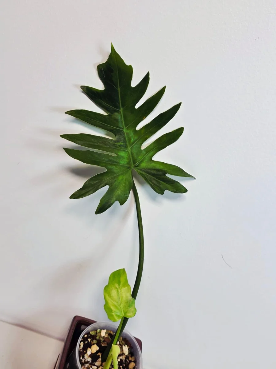 Philodendron Radiatum Variegated Live Plant - Large Form Indoor Aroid - Image 3