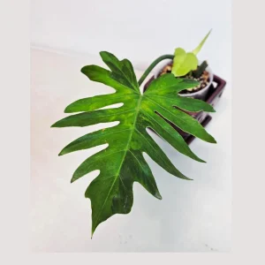 Philodendron Radiatum Variegated Live Plant - Large Form Indoor Aroid - Image 1