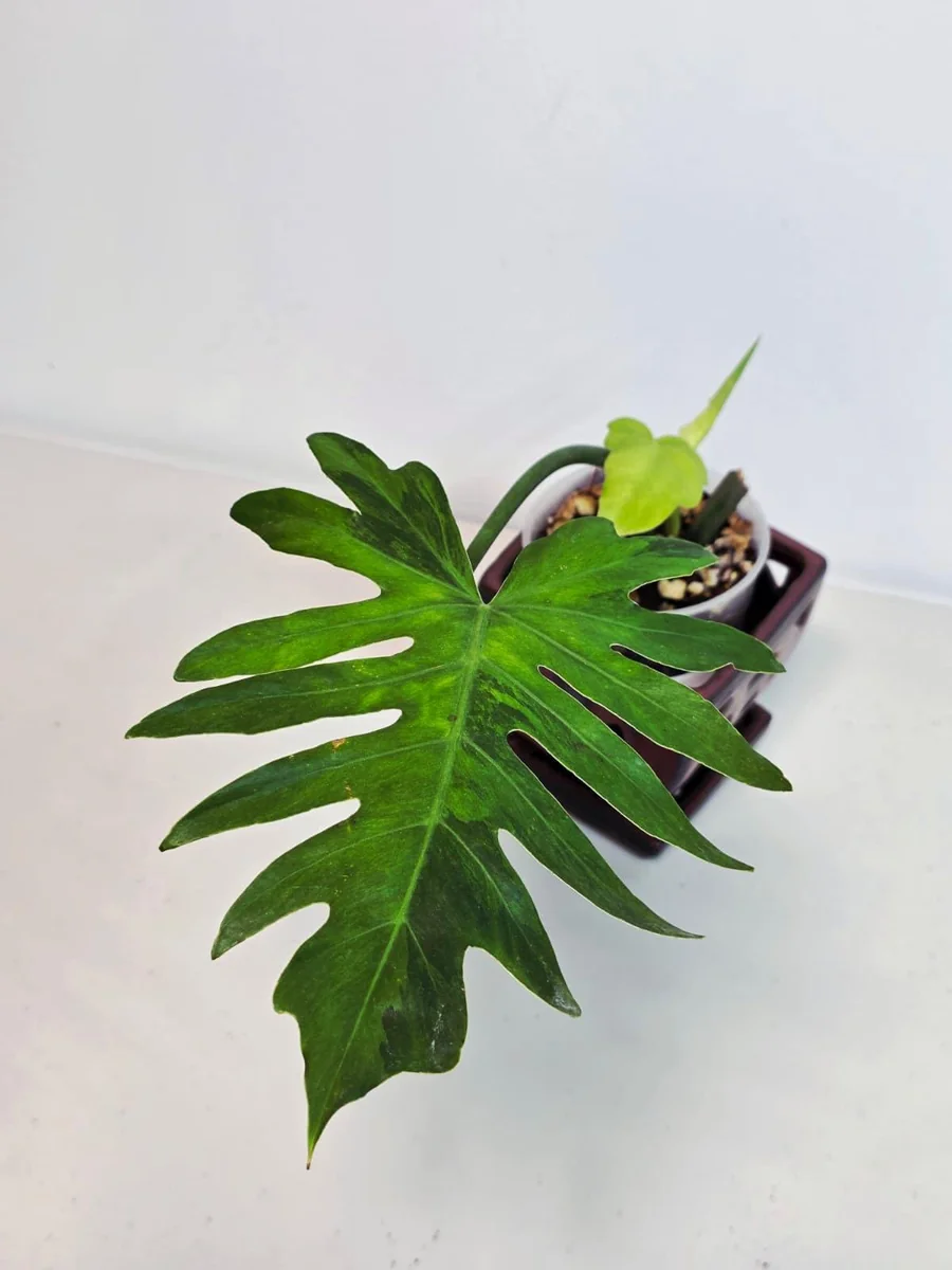 Philodendron Radiatum Variegated Live Plant - Large Form Indoor Aroid - Image 4