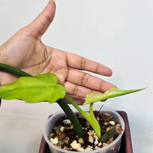 Philodendron Radiatum Variegated Live Plant - Large Form Indoor Aroid - Image 6