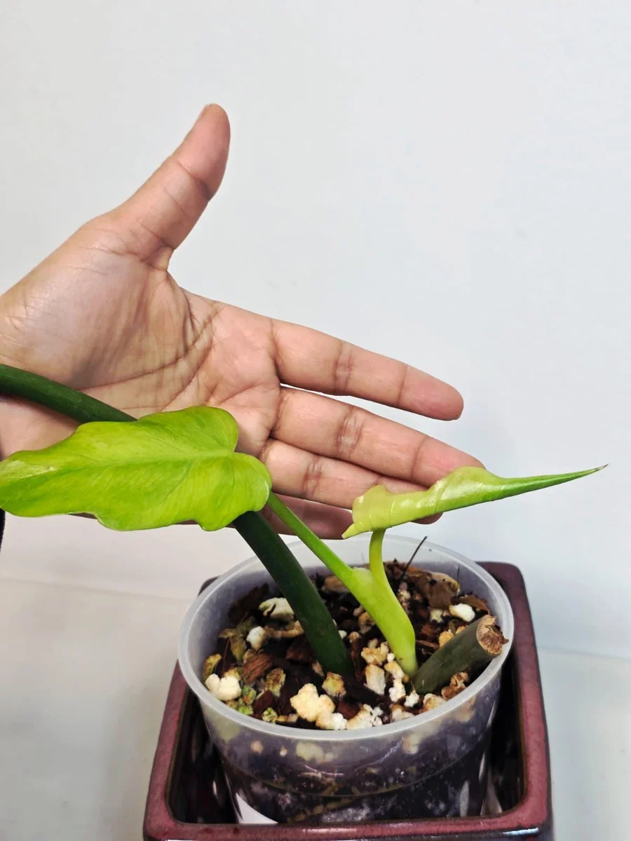 Philodendron Radiatum Variegated Live Plant - Large Form Indoor Aroid - Image 6