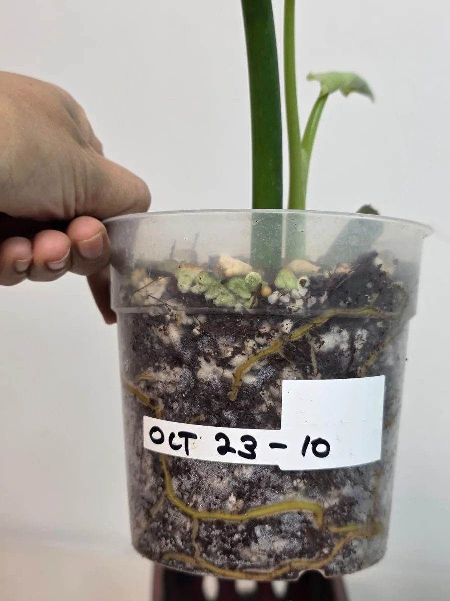 Philodendron Radiatum Variegated Live Plant - Large Form Indoor Aroid - Image 7