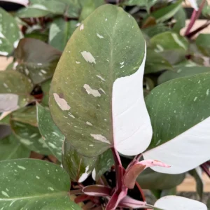 Philodendron Red Anderson Live Plant – 4 inch Potted Houseplant – Indoor - Image 3