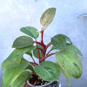 Philodendron Red Congo Variegated Live Plant - Dwarf Indoor Outdoor Plant - Image 2