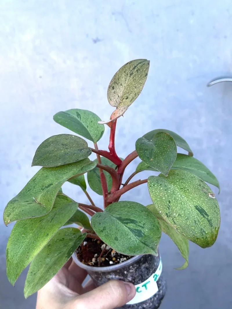 Philodendron Red Congo Live Plant - Variegated Indoor Plant