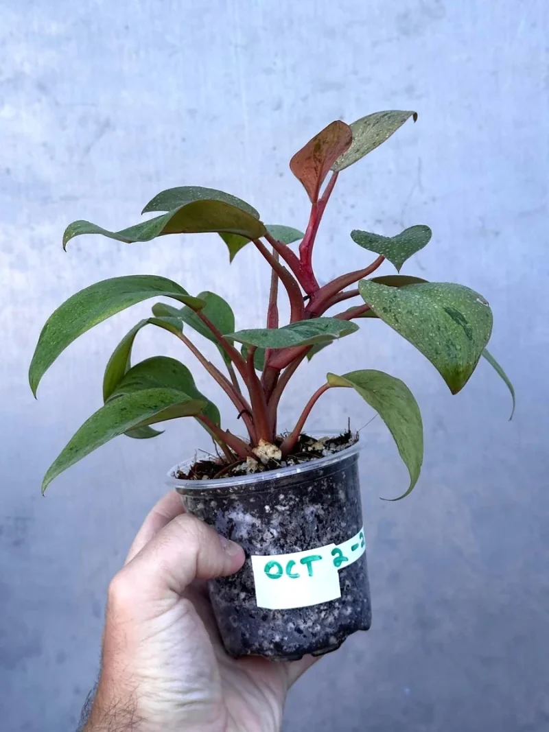Philodendron Red Congo Live Plant - Variegated Indoor Plant