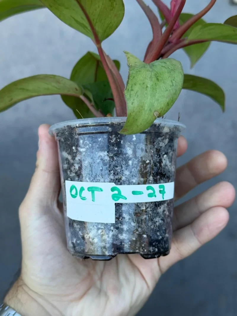 pleomele plant Dracaena reflexa 'Song of India' (Pleomele) main image 1
