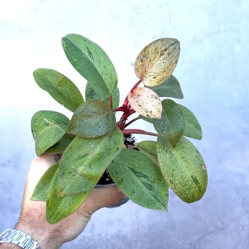 philodendron rugosum aberrant form Philodendron rugosum aberrant form – Foliage Factory main image 0