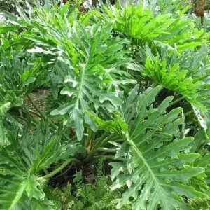 Philodendron Selloum Live Plant - 1 Foot Tall, Ships in 6" Pot - Image 2