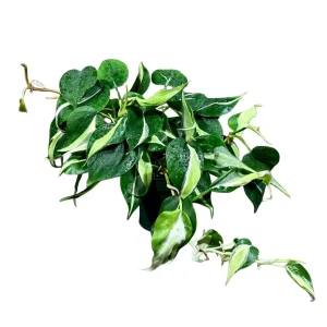 Philodendron Silver Stripe Live Plant – 4 inch Nursery Pot – Vining Indoor Houseplant - Image 3