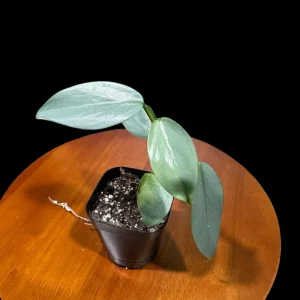 Philodendron Silver Sword Live Plant – 2 inch Pot – Indoor Tropical Houseplant - Image 2