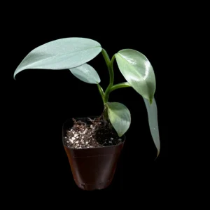 Philodendron Silver Sword Live Plant – 2 inch Pot – Indoor Tropical Houseplant - Image 4