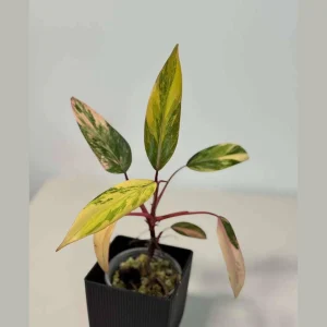 Philodendron Strawberry Shake Live Plant – Rare Pink Variegated Indoor Collector Plant - Image 1